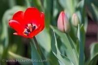 A single red tulip opens up to the sunlight as the other tulips remain in bud form in the gardens of the Parliament Buildings in Ottawa, Ontario in Canada.