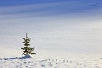 One of my favorite pictures - a single pine tree in an open snowfield in Banff National Park, Alberta, Canada.