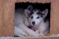 This picture was taken in Churchill, Manitoba as one Canadian Eskimo Dog puppy stays awake as the other puppies snuggle together in their dog house.