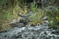 An almost hidden snake on a rock amongst the long grass in the Fathom Five National Park on Bruce Peninsula in Ontario, Canada.