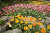 The beautiful tulip blooms at the Royal Botanical Gardens in Hamilton, Ontario bring the Rock Garden to life during spring.