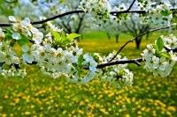 A good sign of things to come, the abundant cherry blossom on these branches in an orchard in Ontario, Canada near Hamilton hint at a productive growing season ahead.