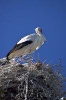 A large carnivorous bird with mainly white plumage with a fringe of black feathers along the edges of its wings, the White Stork will often build its nest high up on man-made platforms and power poles such as in this picture taken in the Camargue.