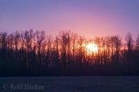 The last flashes of sunset light reflect in the clouds above a field in Alberta, Canada surrounded by trees.