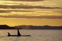 After surfacing, two Orca slowly continue on after enjoying the glow from the sunset off Northern Vancouver Island in British Columbia, Canada.