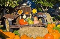 Every fall an orchard full of old vintage equipment and cars are dressed up with a display of pumpkins, bringing the sweet old cars to life.