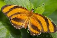 The Tiger Butterfly is one of the easier species of butterfly to photograph as it rests on a leaf with wings laid out flat.