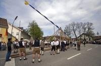 The Maibaum is raised during the traditional Maibaumfest in Putzbrunn, Germany.