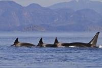 The killer whale habitat extends to all the oceans of the world as well as some seas. Transient killer whales are often seen off the coast of British Columbia in Canada.