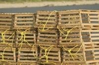 Wooden lobster traps are used to catch Atlantic Lobsters along the coast of Newfoundland, Canada.