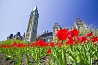 The tulip festival is held in Ottawa annually and attracts many people who want to travel to Ontario, Canada.