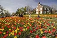 The carpets of tulips in Ottawa during the annual Tulip Festival are worth planning to see during travel to Ontario, Canada.