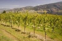 Rows of trees create lines of lush green on rolling fields in the Okanagan Valley, British Columbias prime produce growing district in Canada.
