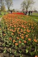 At the annual Ottawa Tulip Festival in Ontario, the colours at each of the tulip beds is a feast for the eyes.