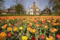 Many varieties of colours of tulip flowers grace the grounds at Commissioners Park in Ottawa, Ontario, Canada.
