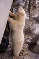 A cute and curious polar bear cub checks out a tundra buggy during an adventure into the Churchill Wildlife Management Area in Hudson Bay.