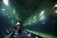 Vast amount of fish encircle you through the underwater tunnel at L'Oceanografic in Valencia, Spain in Europe.