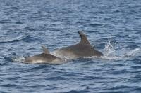 The right official name for bottlenose dolphins is Tursiops truncatus