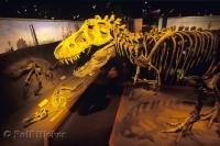 The skeleton of the tyrannosaurus rex is just one of the dinosaur exhibits at the Royal Tyrrell Museum of Paleontology in the Drumheller Valley of Alberta, Canada.