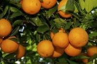 The region of Valencia is the premier producer of Oranges in Spain.