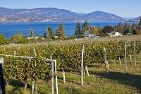 The beautiful Okanagan Valley is a prime location for growing grapes for wines. The landscape is varied with lakes and rivers, vineyards and towns.