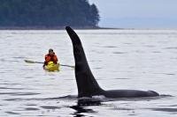 Image kayaking off Vancouver Island with killer whales
