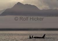 Northern resident Orca Whale family traveling in Johnstone Strait off northern Vancouver Island.