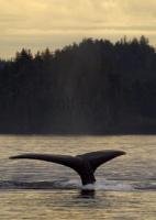 Humpback Whales are just one of the species of whale which are found along the coast of Vancouver Island, British Columbia, Canada.