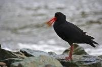 A Variable Oyster Catcher, also known by its scientific name of Haematopus unicolor, stands up on a rock along the beach at Ocean Bay in Port Underwood in the Marlborough District in the South Island of New Zealand.