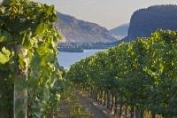 A fine day in the scenic Okanagan Valley at Blue Mountain Vineyard and Cellars where rows of grapevines grow on the hillsides offering views of Vaseux Lake and the surrounding landscape.