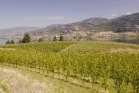 The Okanagan Valley in British Columbia is a perfect vineyard region which produces world class and award winning wines.