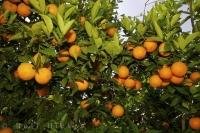 Everyone needs vitamin C and the best place to get it is from a tree full of fresh oranges.