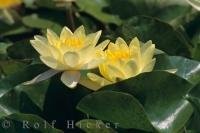 The flowers of the water lily turn the edge of the lake into a beautiful picture in Ontario, Canada.