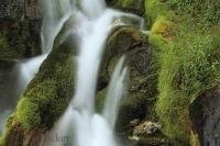 A beautiful waterfall surrounded by lush green moss and grasses in the Banff National Park of Alberta, Canada.