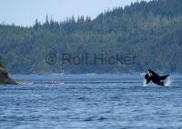 A Orca whale breaching, a typical whale behavior