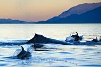 A humpback whale is surrounded by playful dolphins during sunset on a fine evening. This photo also shows the beautiful mountain scenery that surrounds Johnstone Strait.
