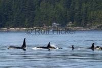 Family group of orca whales traveling in front of Dr. Paul Spongs Orca Lab