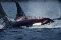 Two Orca whales swim beside a whale watch tour