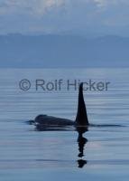 A male Orca whale along the British Columbia coast