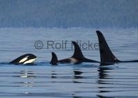 A young Orca Whale catching up with the family, photographed on a whale watching tour in British Columbia