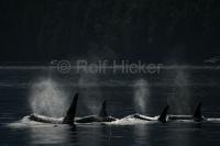 One of the very best places to go whale watching for Killer Whales is Johnstone Strait in British Columbia