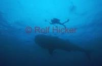 Stock Photo of a Whale Shark and a Diver