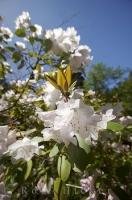 One of the mature flowering trees at Ronning Garden on the Northern end of Vancouver Island in British Columbia, Canada.