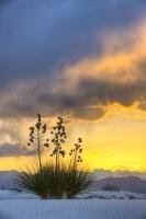 A beautiful sunset lights the sky above a yucca plant in the famous White Sands National Monument in the state of New Mexico, USA.