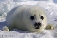 A cute harp seal, also known as a whitecoat seal, awaits the return of it's mom on the ice floes in the Gulf of St. Lawrence near the Magdalen Islands of Canada.