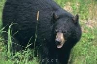 A large wild Black Bear roams through the fields in Ontario, Canada with an unimpressive look upon his face.