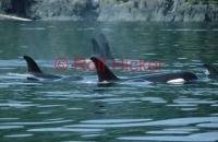 Wild Killer Whales in a family pod near Vancouver Island