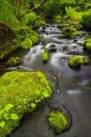 A small creek set in the wilderness of Northern Vancouver Island, flows past a series of moss covered rocks in the lush green forest.