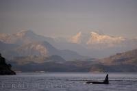 Off Northern Vancouver Island in BC, Canada, the scenery is breathtaking when the sun glistens off the snow covered mountain peaks as the wildlife passes by in the foreground.