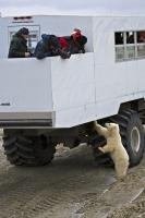 An inquisitive polar bear checks out the chassis of a tundra buggy during a tour in the Churchill Wildlife Management Area in Manitoba, Canada.